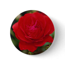 Lovely Floribunda 'Showbiz' Button