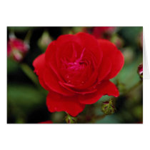 Lovely Floribunda 'Showbiz' Greeting Cards