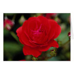 Lovely Floribunda 'Showbiz' cards