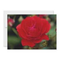 Lovely Floribunda 'Showbiz' Personalized Announcements