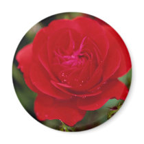 Lovely Floribunda 'Showbiz' Fridge Magnet