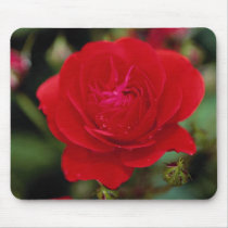 Lovely Floribunda 'Showbiz' Mouse Pads
