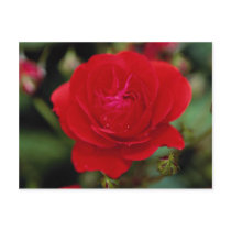 Lovely Floribunda 'Showbiz' Postcard