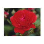Lovely Floribunda 'Showbiz' postcards