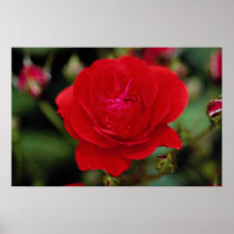 Lovely Floribunda 'Showbiz' Posters