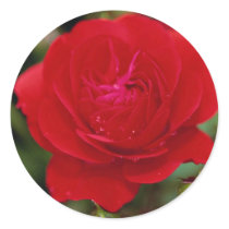 Lovely Floribunda 'Showbiz' Stickers