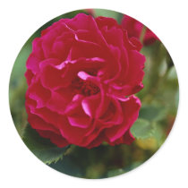 Lovely Floribunda Sticker