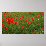 LOVELY FLOWERS POPPIES POSTER