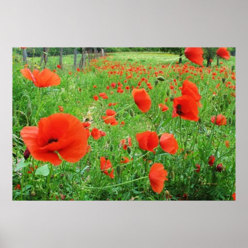 LOVELY FLOWERS POSTER RED POPPIES
