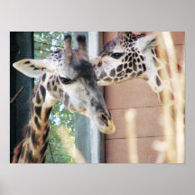 Lovely Giraffe Poster