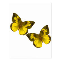 Lovely Golden Butterflies Post Cards