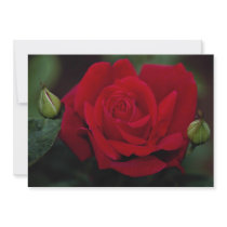 Lovely Hybrid Tea Rose 'Chrysler Imperial' Personalized Invitations