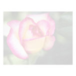 Lovely Hybrid Tea Rose Custom Letterhead