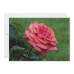 Lovely Hybrid Tea Rose 'Fragrant Cloud' Invites