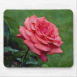 Lovely Hybrid Tea Rose 'Fragrant Cloud' Mousepads
