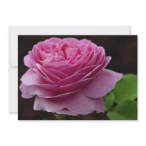 Lovely Hybrid Tea Rose 'Heirloom' Announcement