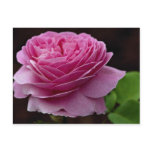 Lovely Hybrid Tea Rose 'Heirloom' Postcards