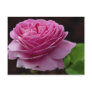 Lovely Hybrid Tea Rose 'Heirloom' Postcards