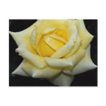 Lovely Hybrid Tea Rose 'Helmut Schmidt' postcards