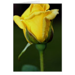 Lovely Hybrid Tea Rose 'Oregold' Greeting Card