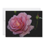 Lovely Hybrid Tea Rose 'Tiffany' Invitation