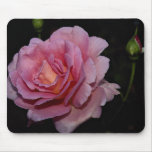 Lovely Hybrid Tea Rose 'Tiffany' Mouse Pad