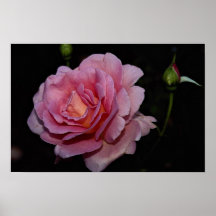 Lovely Hybrid Tea Rose 'Tiffany' Poster