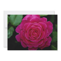 Lovely Hybrid Tea Rose 'Tiffany'leaves Personalized Announcement