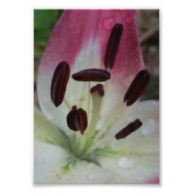 Lovely Lady print - Abstract Flower series 3 Photograph