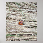 Lovely Ladybug Poster
