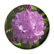 Lovely Lavender Rhododendron magnet