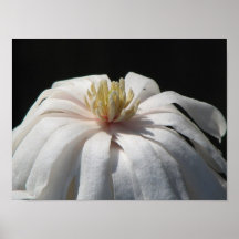 Lovely Magnolia Centennial Bloom Posters