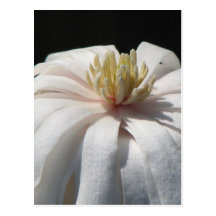 Lovely  Magnolia Centennial Postcards