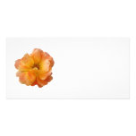 Lovely Orange Rose Photo Greeting Card