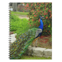 Lovely Peacock and Flowers Notebook notebooks