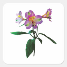 Lovely Pink Asiatic Lilies Square Stickers