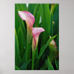 Lovely Pink calla lily Posters