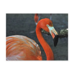 Lovely Pink Flamingo Photograph Postcard
