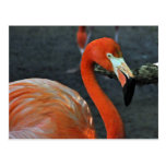 Lovely Pink Flamingo Photograph Postcard