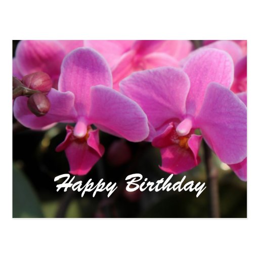 Lovely pink orchid flowers. Birthday wishes Postcard Zazzle