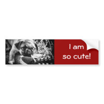 Lovely Playfull Mops Bumper Stickers