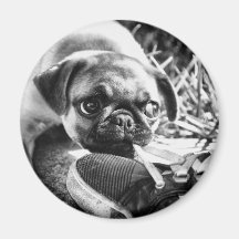 Lovely Playfull Mops Refrigerator Magnet