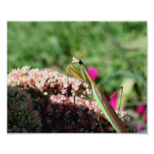 Lovely Praying Mantis 10x8 Nature Print Photograph