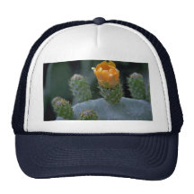 Lovely Prickly pear flower, Paphos, Cyprus Mesh Hat