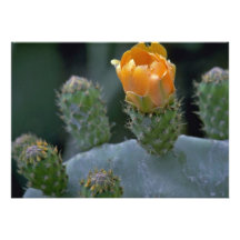 Lovely Prickly pear flower, Paphos, Cyprus Personalized Announcements
