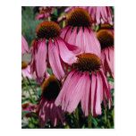 Lovely Purple coneflower, echinacea purpurea Postcard