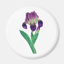 Lovely Purple Dutch Iris Magnet