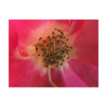 Lovely Rose Postcard