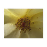 Lovely Rose postcard