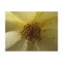 Lovely Rose postcard